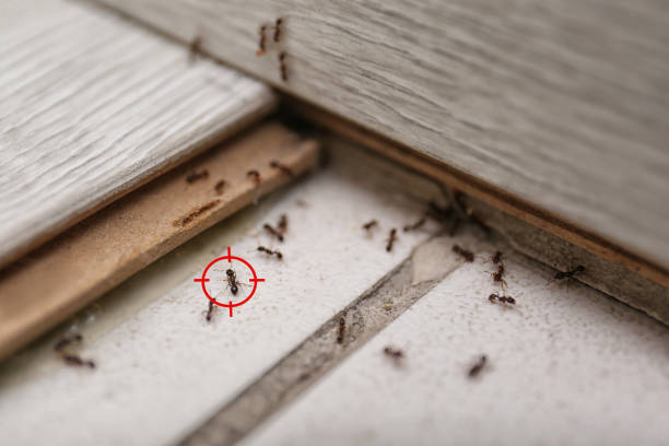 Best Affordable Pest Control Services  in Arlington, OH